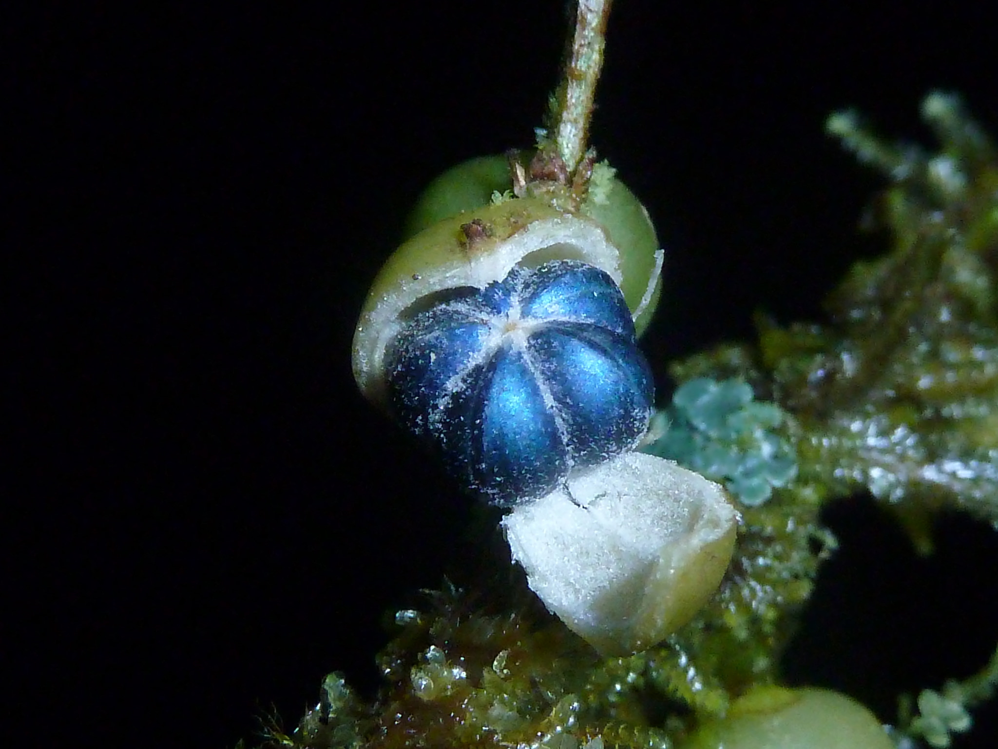 Margaritaria nobilis